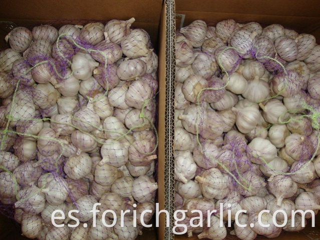 Normal White Garlic